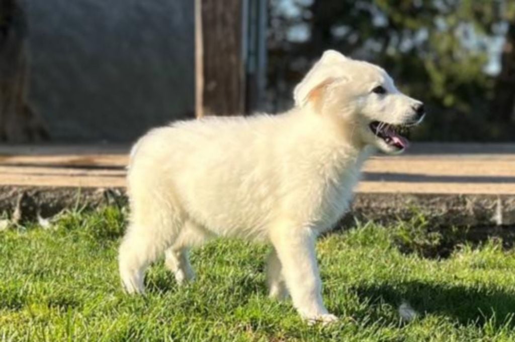 De La Tour De Babel - Chiots disponibles - Berger Blanc Suisse