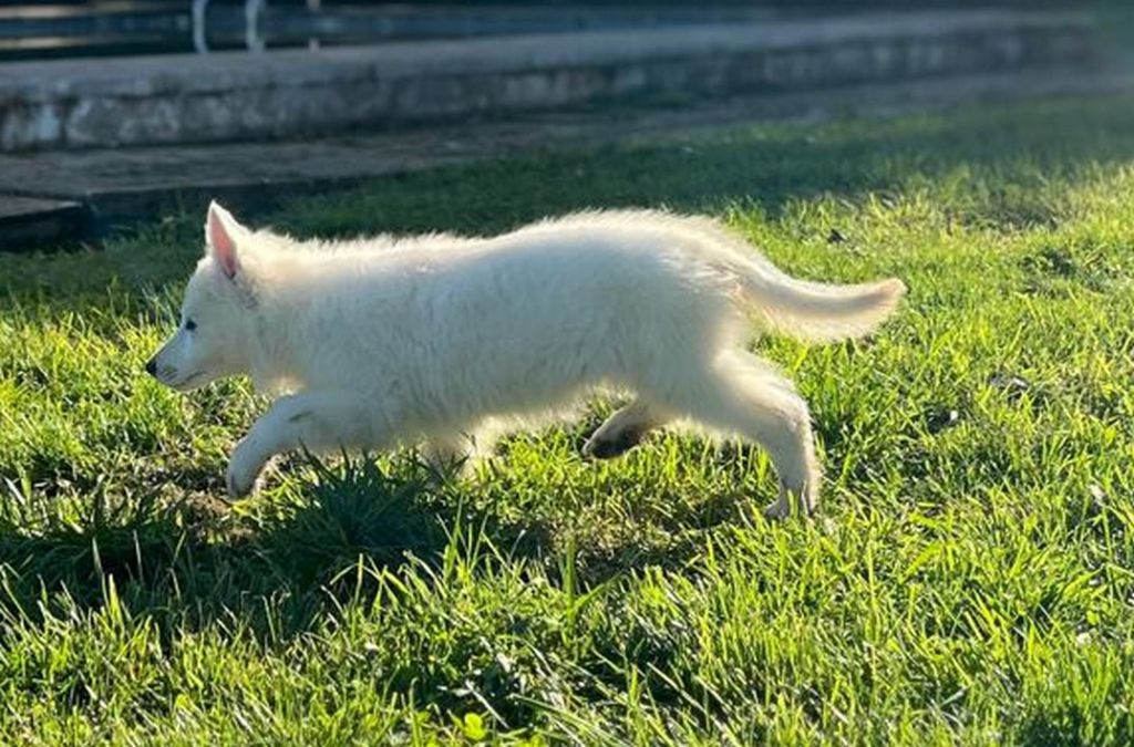 De La Tour De Babel - Chiots disponibles - Berger Blanc Suisse