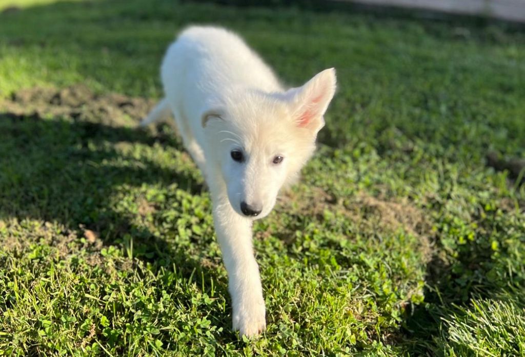 De La Tour De Babel - Chiots disponibles - Berger Blanc Suisse