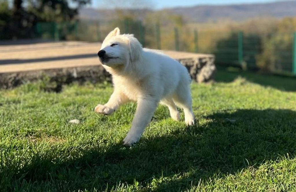 De La Tour De Babel - Chiots disponibles - Berger Blanc Suisse