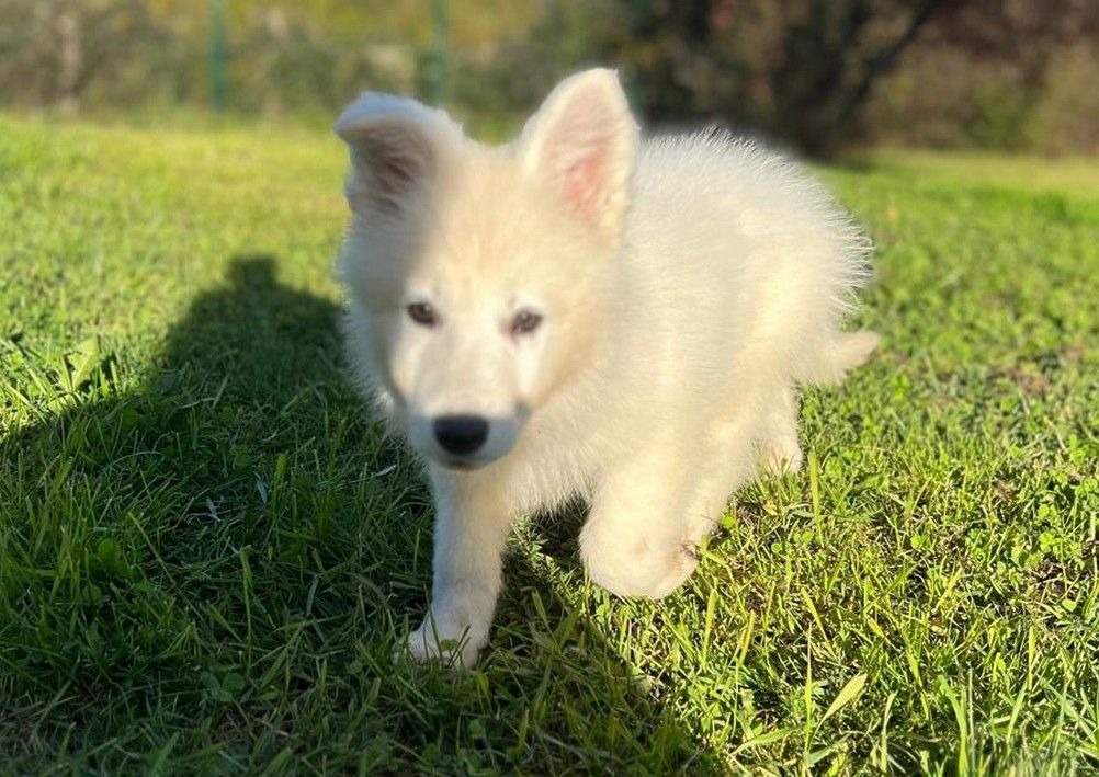 De La Tour De Babel - Chiots disponibles - Berger Blanc Suisse