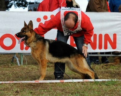 Brevet de chien de défense