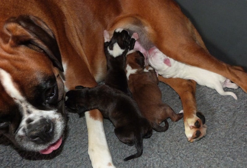 Chiot Boxer Du puits calin