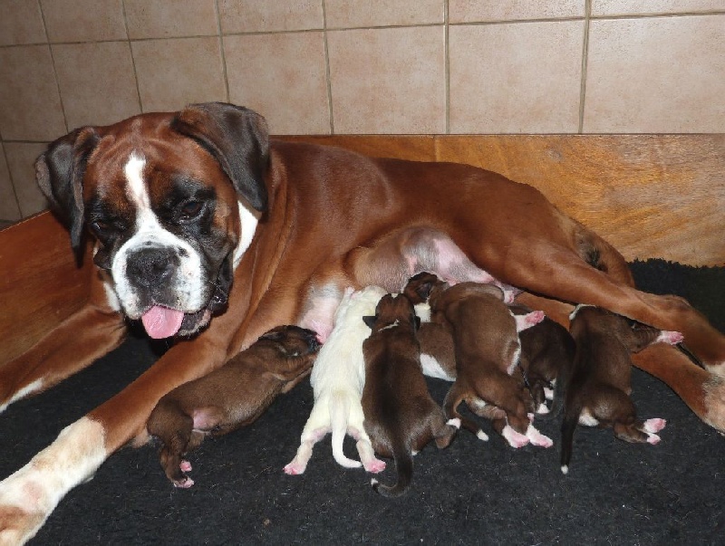 Chiot Boxer Du puits calin