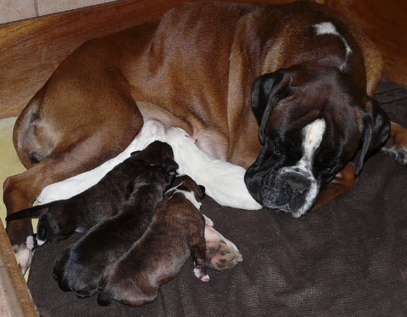 Du puits calin - Boxer - Portée née le 04/01/2012