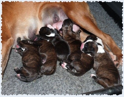 Chiot Boxer Du puits calin