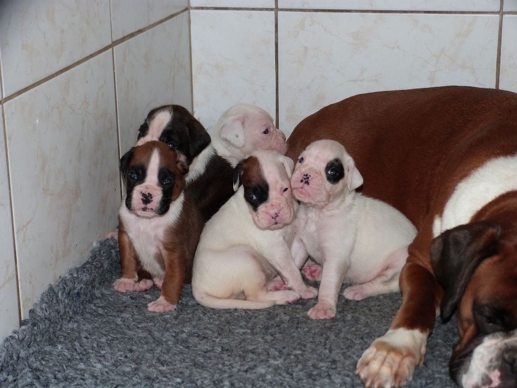 Chiot Boxer Du puits calin