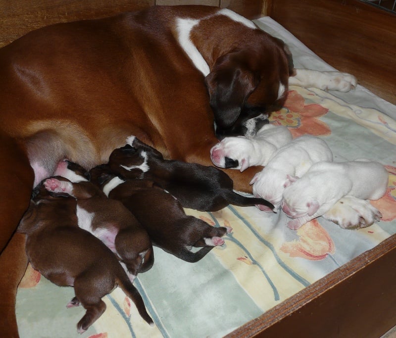 Du puits calin - Boxer - Portée née le 15/04/2012