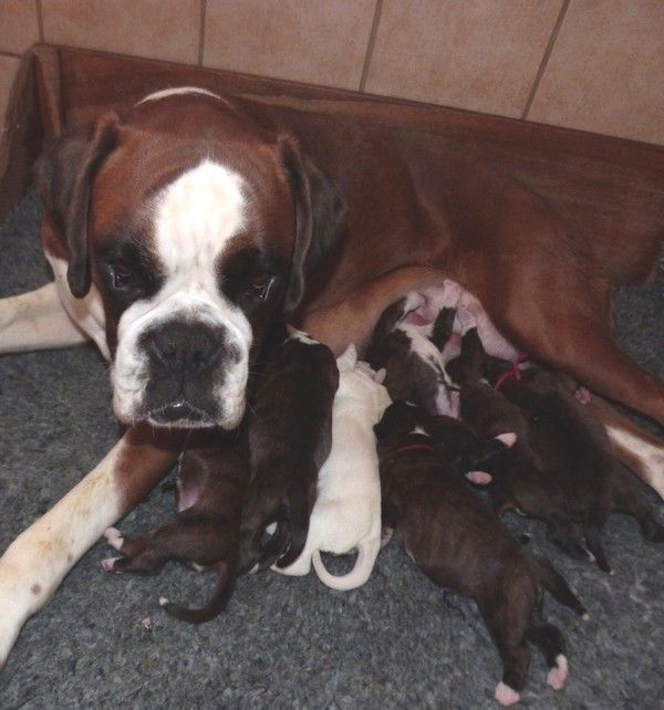 Chiot Boxer Du puits calin