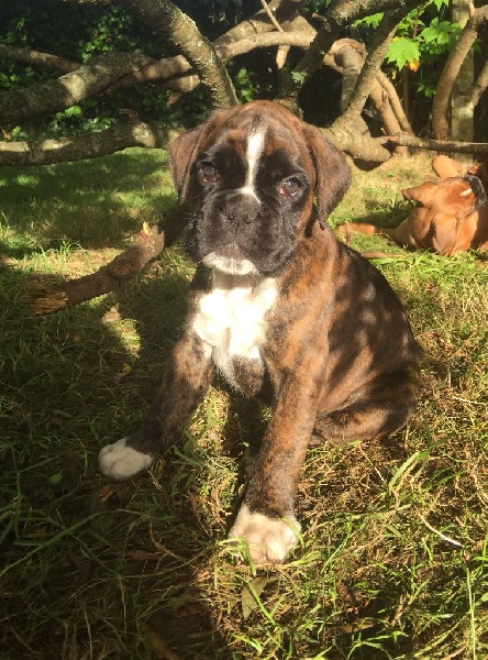 Du Hameau Des Lilas - Boxer - Portée née le 07/08/2015