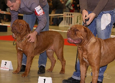 Du Chemin Des Neuf Vies - Paris Dog Show 2011