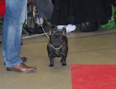 Du Chemin Des Neuf Vies - Paris Dog Show 2012