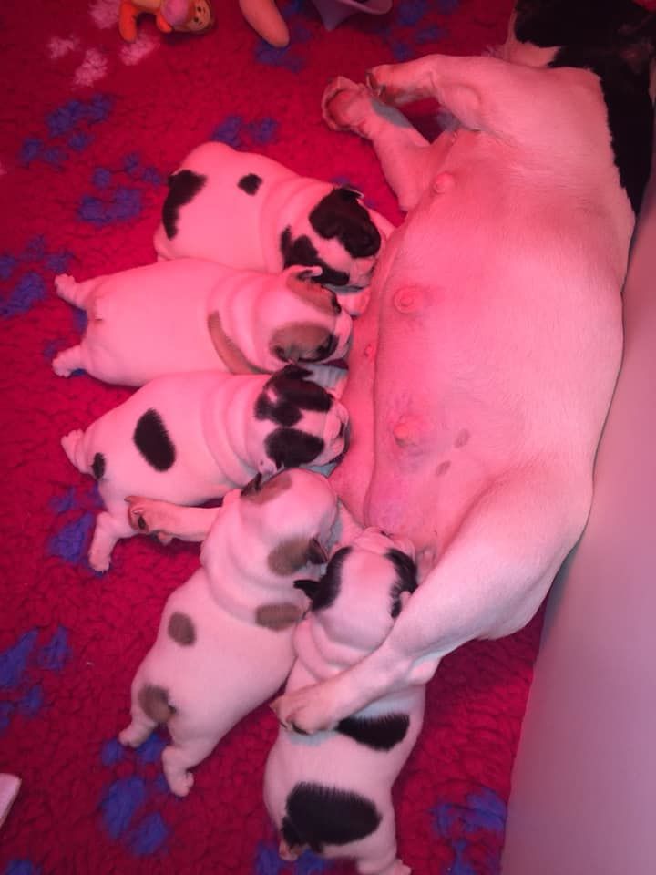 Chiot Bouledogue français Du Chemin Des Neuf Vies