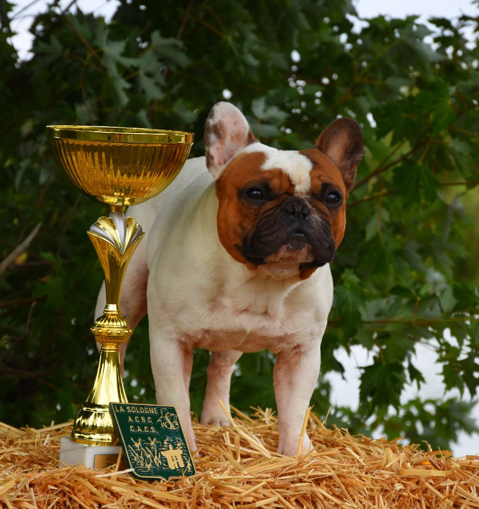 Du Clan De Sido - Jackie est CHAMPION de Belgique