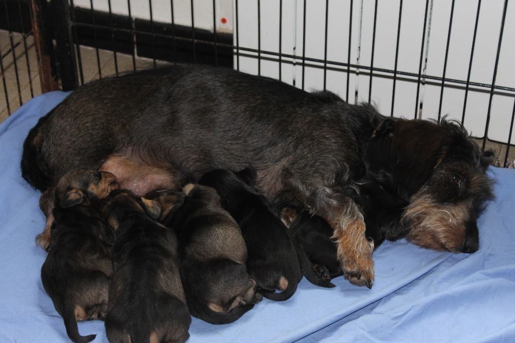 Chiot Teckel poil dur du gré du vent des oliviers