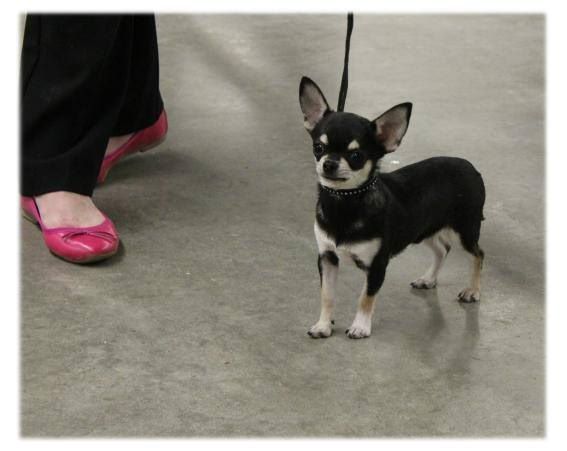 des Amys de Appy - Paris Dog Show  2016 Lonely Des Amys de Appy Meilleur Baby