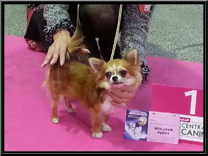 des Amys de Appy - JERRY LOU expo de Nantes 13/12/14 Spéciale Meilleur Puppy