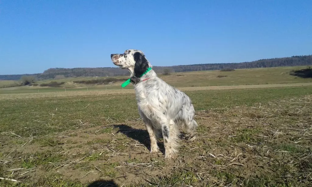 des Paturages du Lomont - CHIOTS NAISSANCES 27 Avril 2022  / LIXTO de Buzuntza /