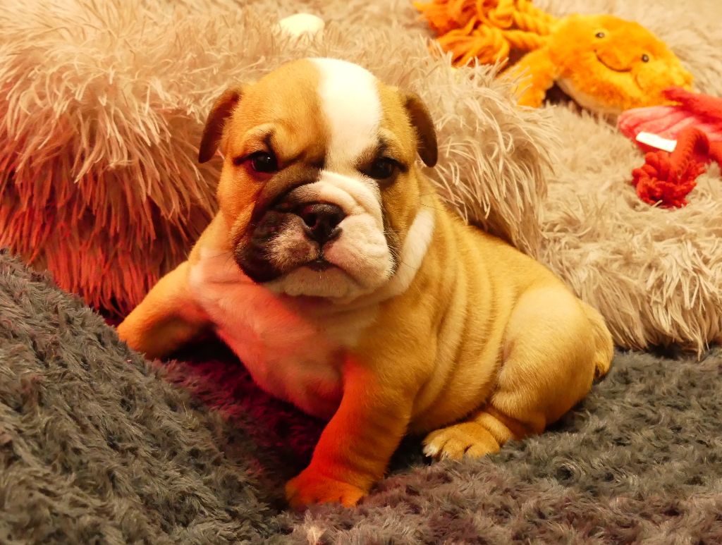 Land van mechelaar - Chiots disponibles - Bulldog Anglais