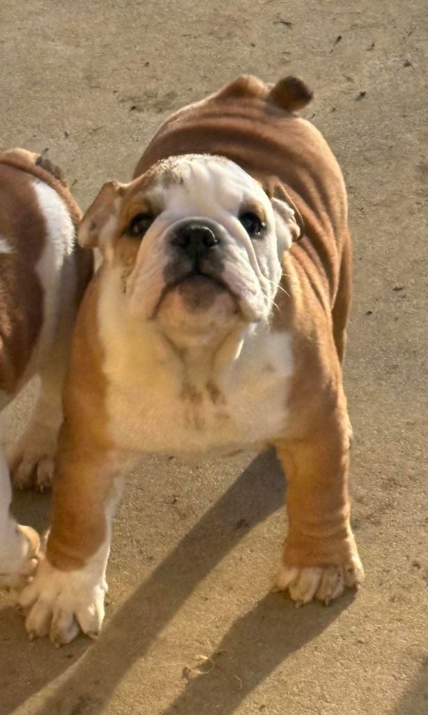 Land van mechelaar - Chiots disponibles - Bulldog Anglais