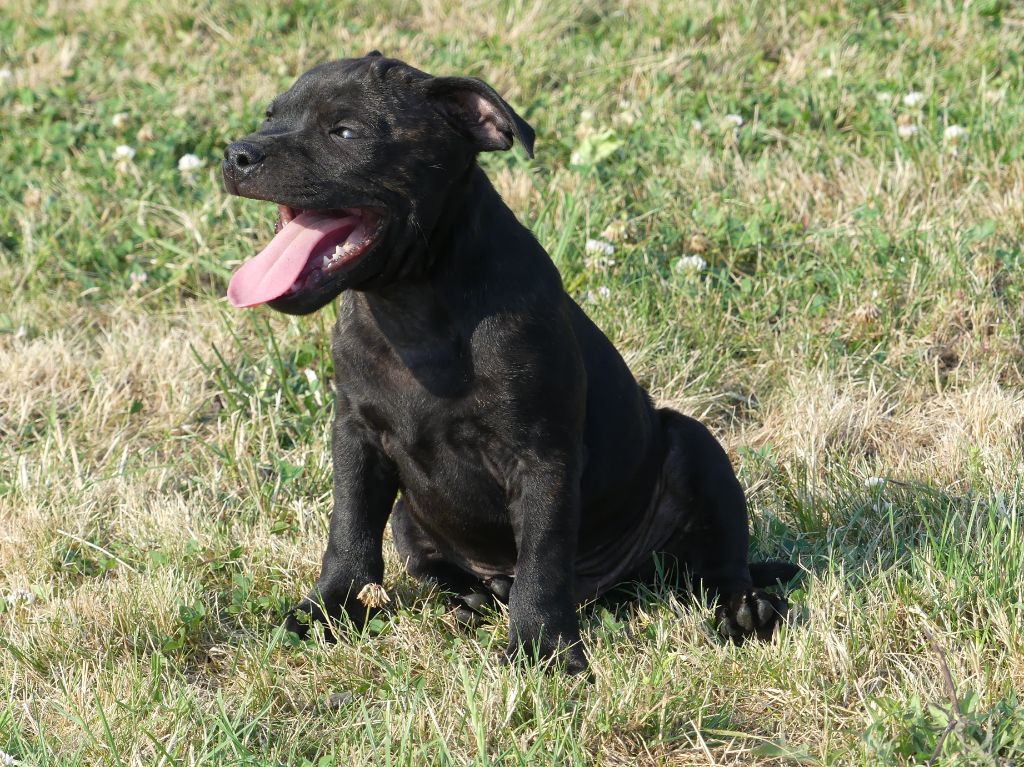 Land van mechelaar - Staffordshire Bull Terrier - Portée née le 02/05/2023