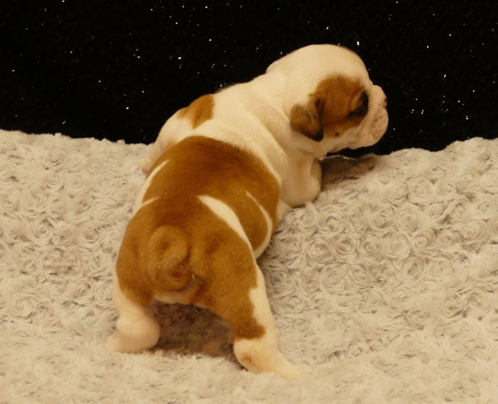 Land van mechelaar - Chiots disponibles - Bulldog Anglais