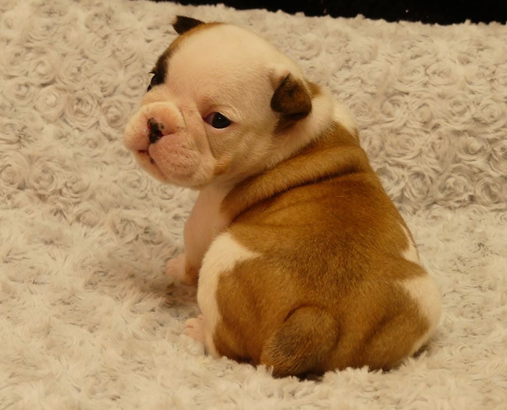 Land van mechelaar - Chiots disponibles - Bulldog Anglais