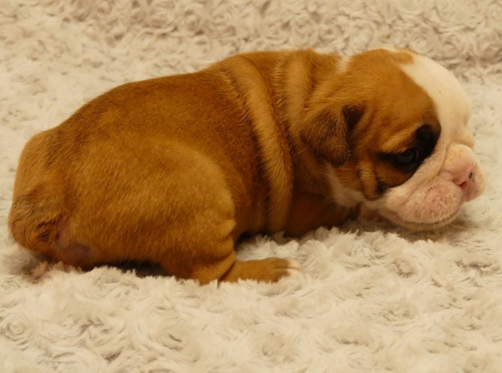 Land van mechelaar - Chiots disponibles - Bulldog Anglais