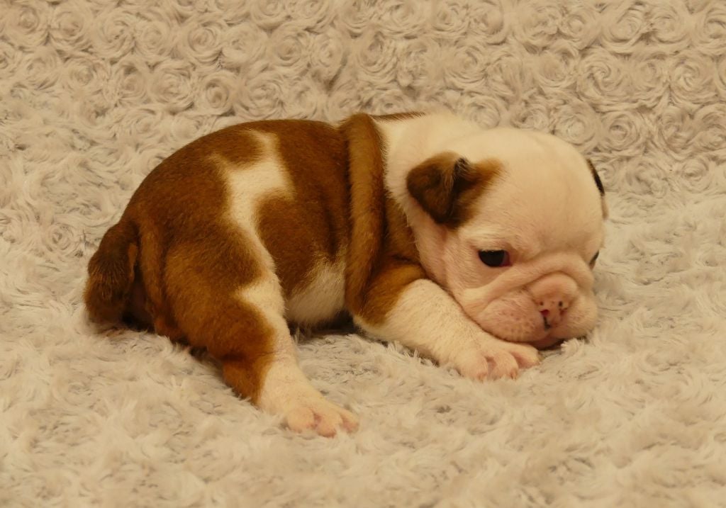 Land van mechelaar - Chiots disponibles - Bulldog Anglais