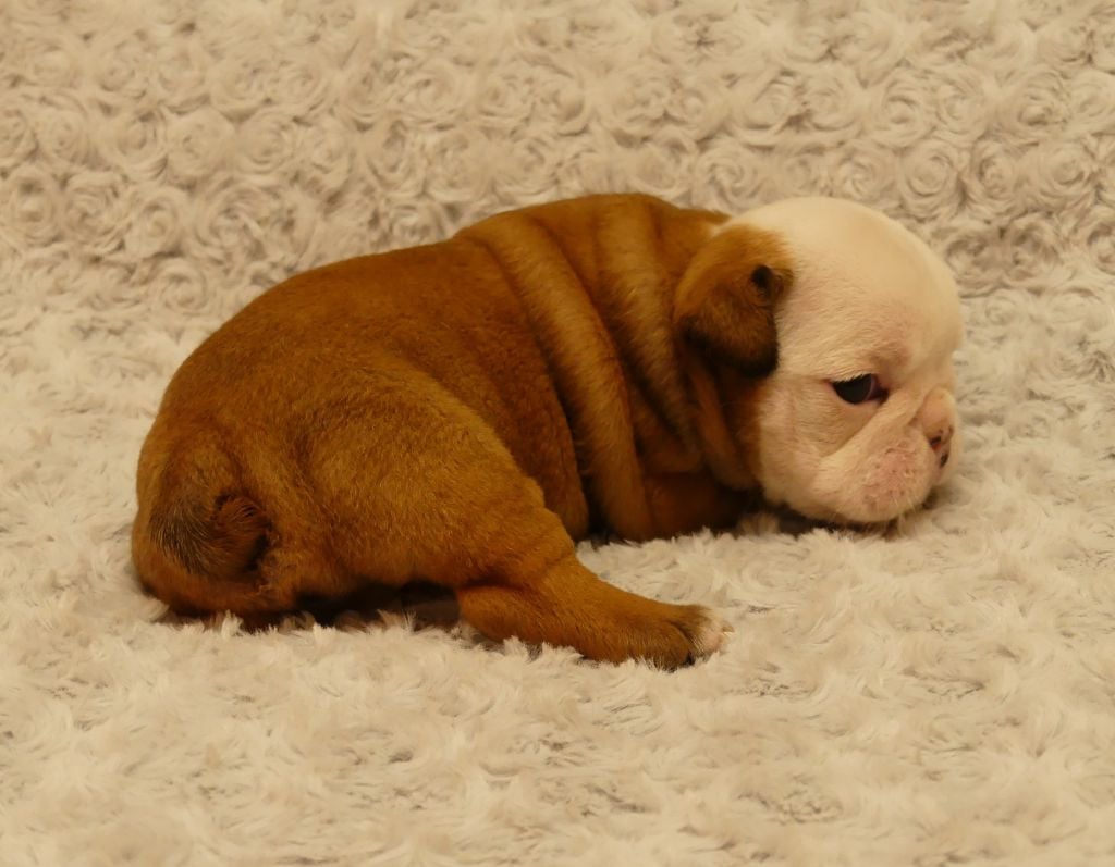 Land van mechelaar - Chiots disponibles - Bulldog Anglais