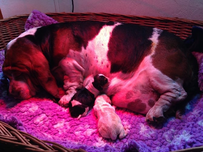 Domaine cool big boss - Naissance : chiots Basset-Hound