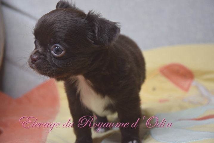 Chiot Chihuahua Du Royaume D'odin