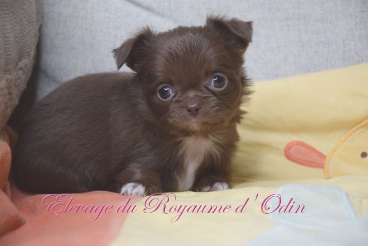 Du Royaume D'odin - Chiots disponibles - Chihuahua