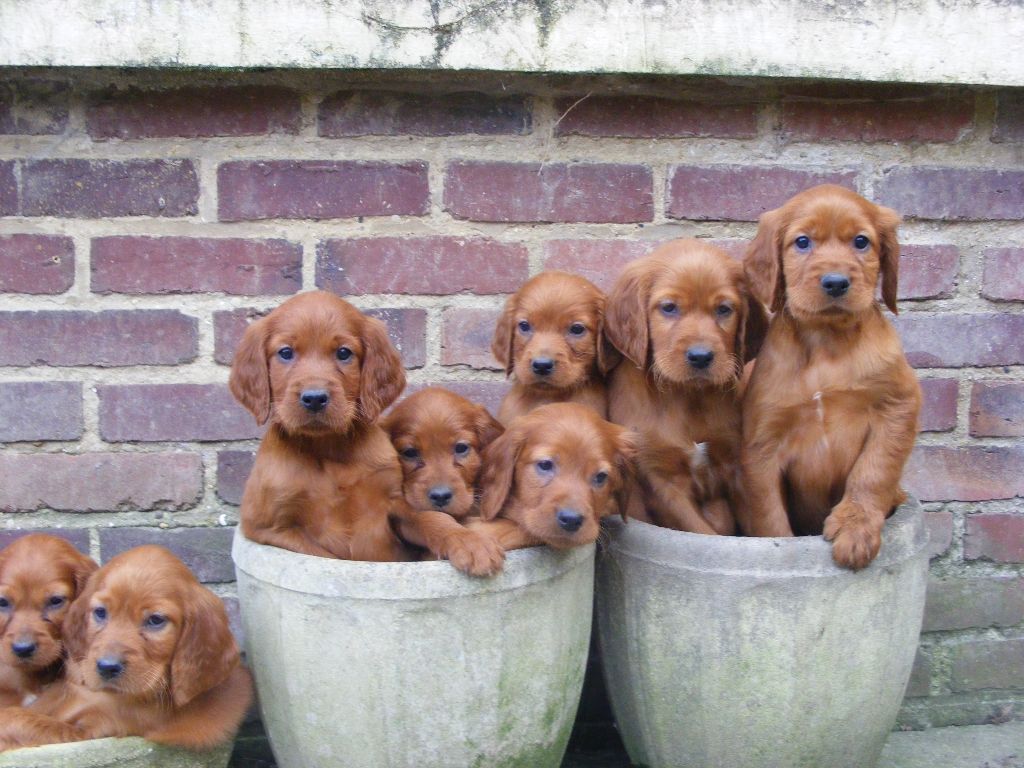 De La Vallée Des Coquelicots - Chiots Setter irlandais Lof