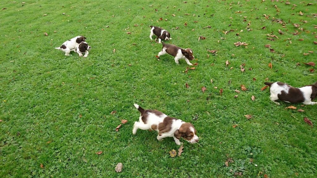 du clos du mouron rouge - les chiots ont 3 semaines