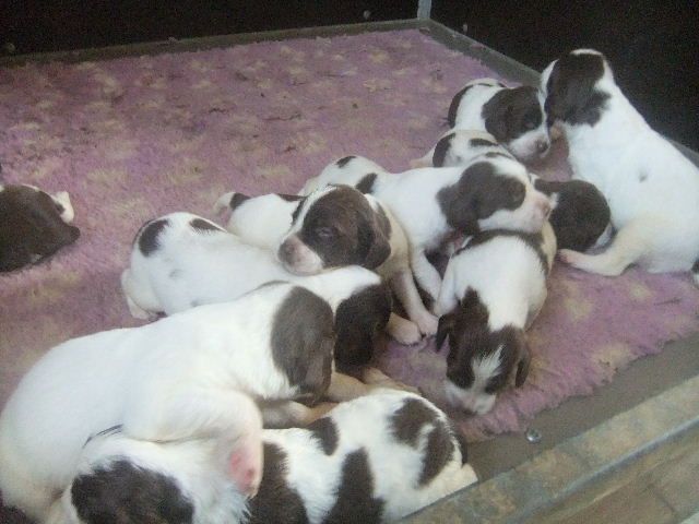 du clos du mouron rouge - Des chiots English Springer Spaniel sont attendus vers le 15 Août 2017