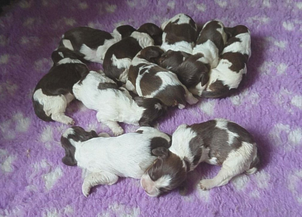 du clos du mouron rouge - Des chiots English Springer Spaniel sont attendus vers le 30 Juillet 