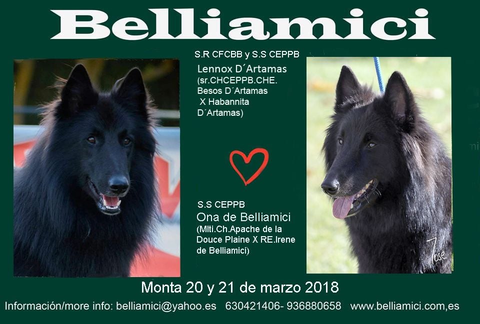 Sr.SS. Lenox D´artamas X SS Ona de Belliamici