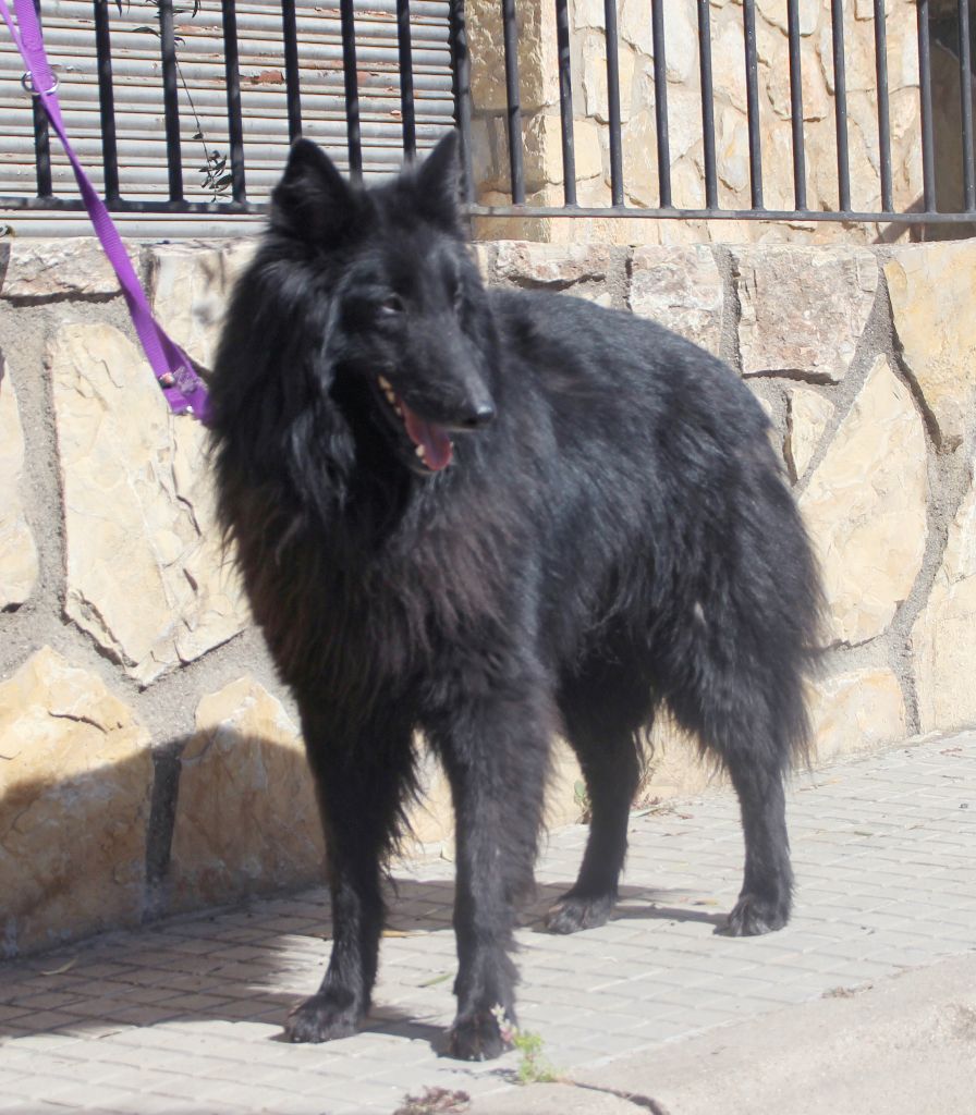 CHEJ. Quim de Belliamici CAC CACIB MR Girona 2018