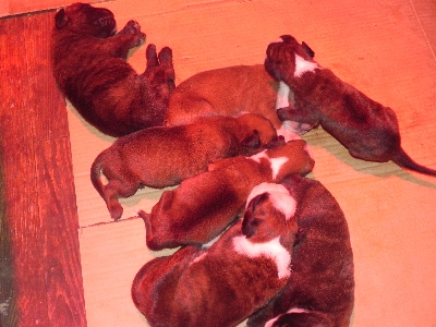 Des Lacs Du Levezou - chiots disponible 