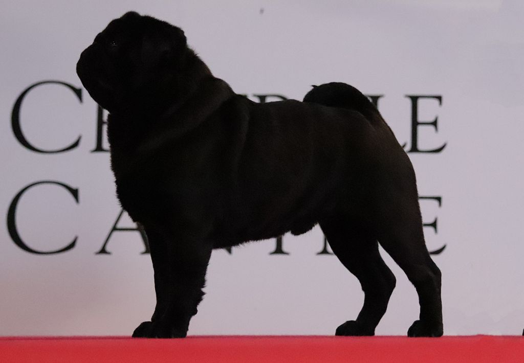 du Val de L'enchanteur - Canis Celebri Ultrasonic , RCACS au Championnat de France