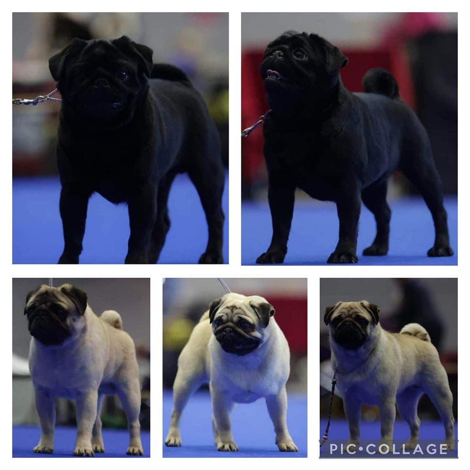 du Val de L'enchanteur - Geneva Dog Show 2022