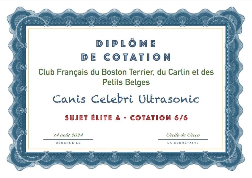 Sonic et Rumba cotation 6 Elite A