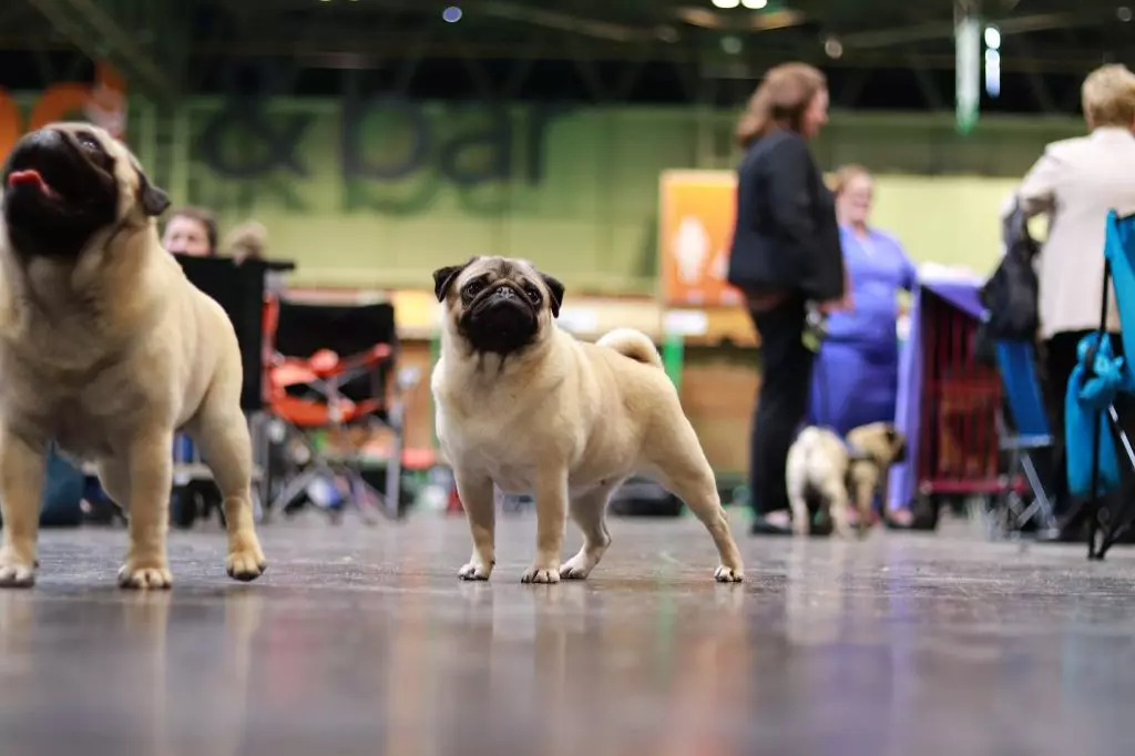 du Val de L'enchanteur - Crufts 2022