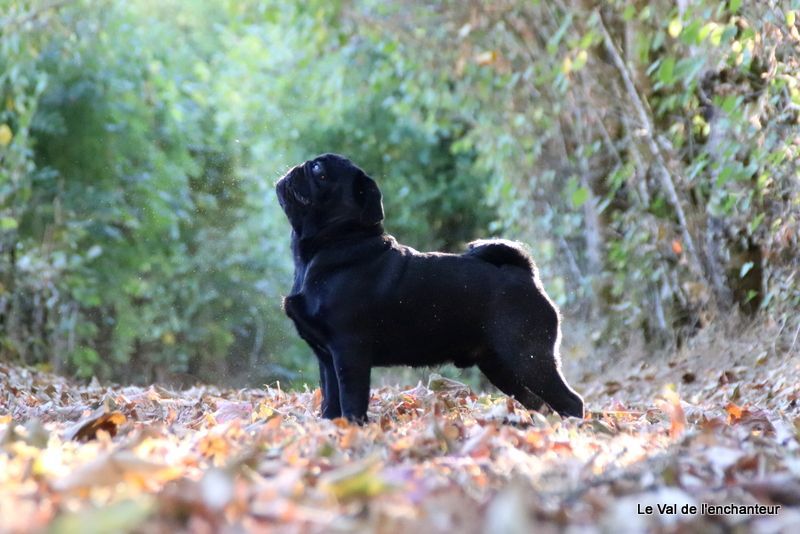 du Val de L'enchanteur - résultats des tests santé sur nos noirs