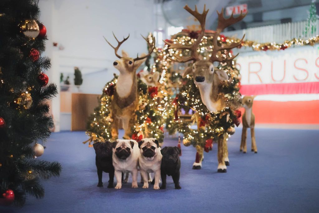 du Val de L'enchanteur - Bruxelles Dog Show 2024