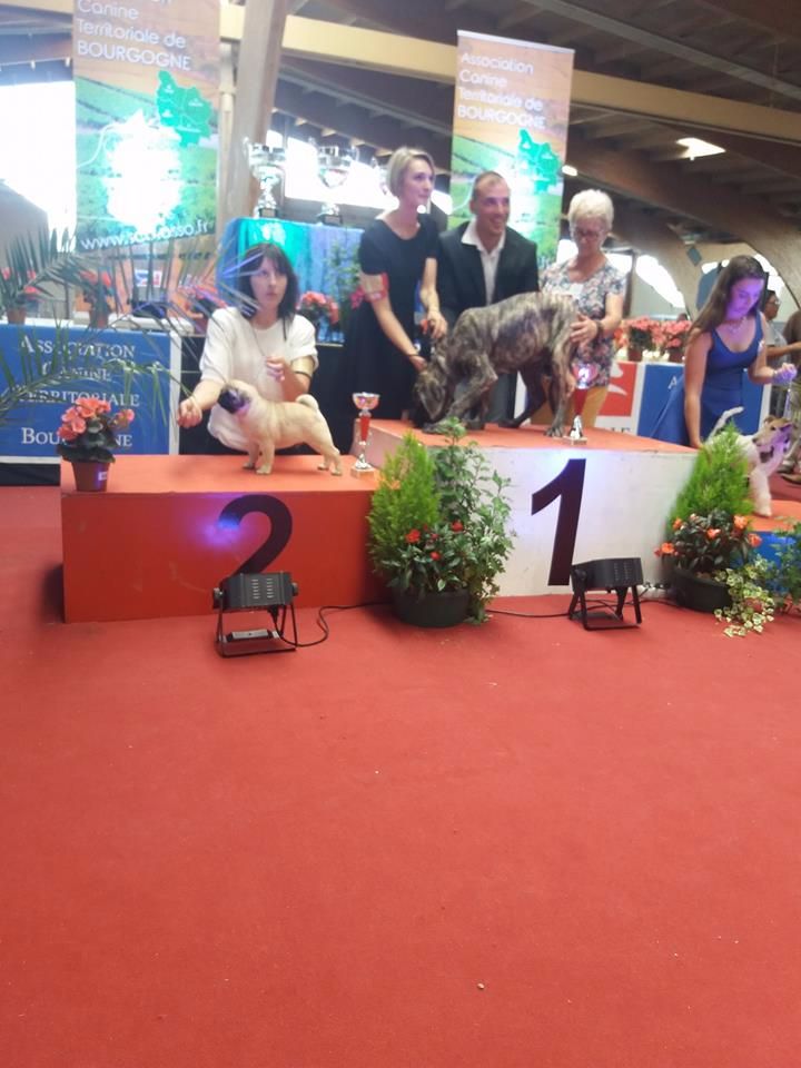 du Val de L'enchanteur - Zlatan 2eme BEST IN SHOW BABY Saulieu 2017