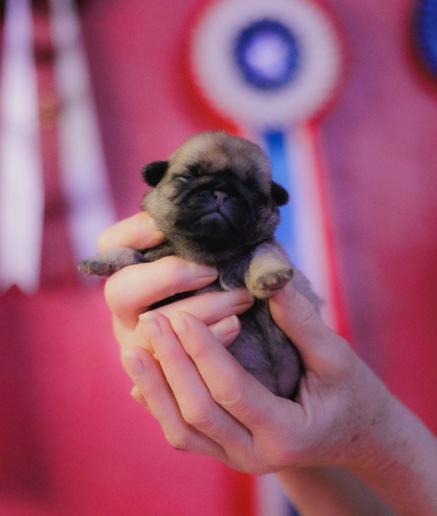 du Val de L'enchanteur - Chiots disponibles - Carlin