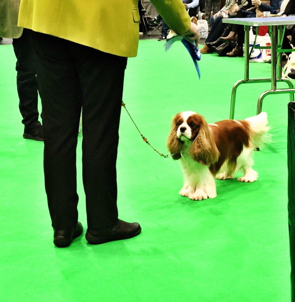 De Los Ursidos Kodiak - CRUFTS 2020