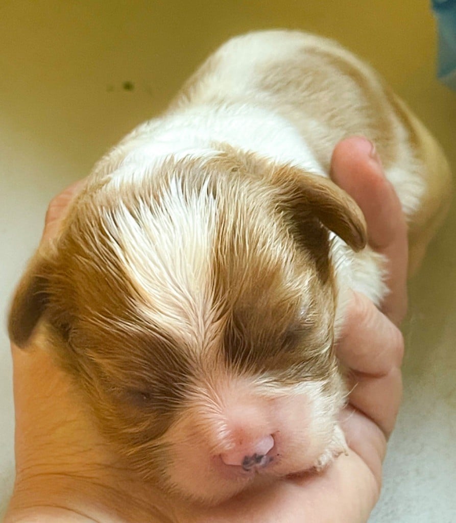 Chiot Cavalier King Charles Spaniel De Los Ursidos Kodiak